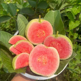 Pink Guava Fruit Tree Live Plant, Guava Fruit Plant, 4-6 Inch Tall