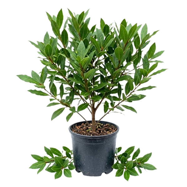 Bay Laurel Herb Plant, Bay Leaf Live Plant, 8-10 Inch Tall