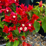 Set 2 Bougainvillea Plants Live Trees, Very Hardy 4-7" Tall, Vibrant Flowering Shrubs for Outdoor Garden, Patio, or Container Planting, No Pot (Red Bougainvillea)