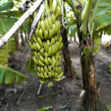 Kokopo Banana Plant Live, Sweet Fruit Banana Tree 4-7 Inch Tall