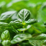 2 Holy Basil Plants Live, 3-6 Inches Tall