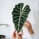 2 Dark Green Alocasia Live Plants, Hardy Garden Plant, 4-6 Inch Tall