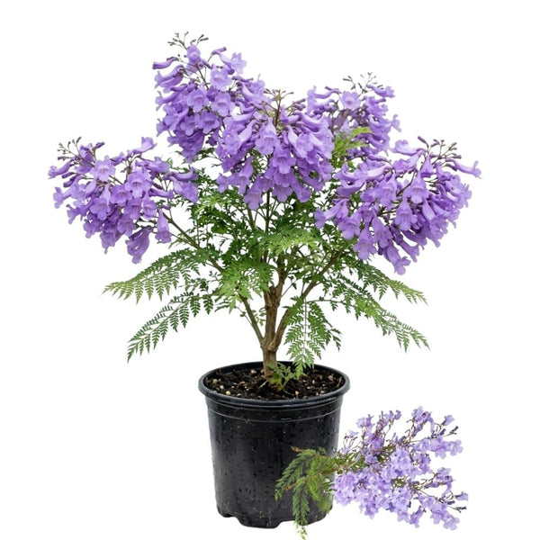 Jacaranda Tree Live Plant, 4-6 Inches Tall,