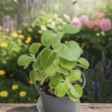 3 Cuban Live Plants, Indoor Outdoor Plant, 4-5 Inch Tall