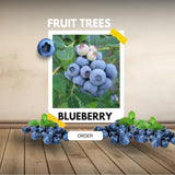 2 Sharpblue Blueberry Bushes Live Plants, 4-6 Inch Tall