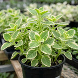 2 Variegated Cuban Oregano Live Plants, Kitchen Herb Plant, 4 Inch Tall