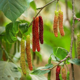 Pakistan Mulberry Fruit Plant Live 6-8 Inches Tall