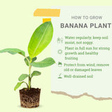 Cold Hardy Basjoo Banana Plant Live, Sweet Fruit Banana Tree 4-7 Inch Tall
