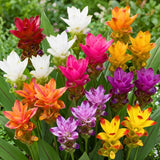 2 Ginger Live Plants, Ornamental Flowering Ginger Plant for Indoor Outdoor, Colorful Blooming Gingers 4-6 Inches