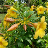 2 Brown Bud Allamanda Live Plants, Garden Plant