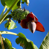 NAM Wah Banana Plant Live, Sweet Fruit Banana Tree 4-7 Inch Tall