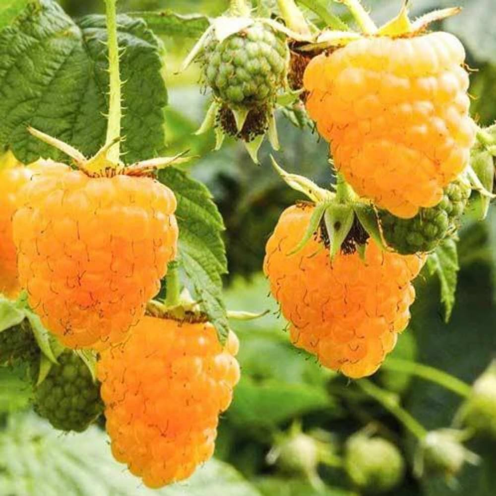 2 Fall Gold Raspberry Live Plants, 4-6 Inch Tall
