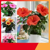Red Hibiscus Live Plant, Indoor Outdoor Plant, 4-6 Inch Tall