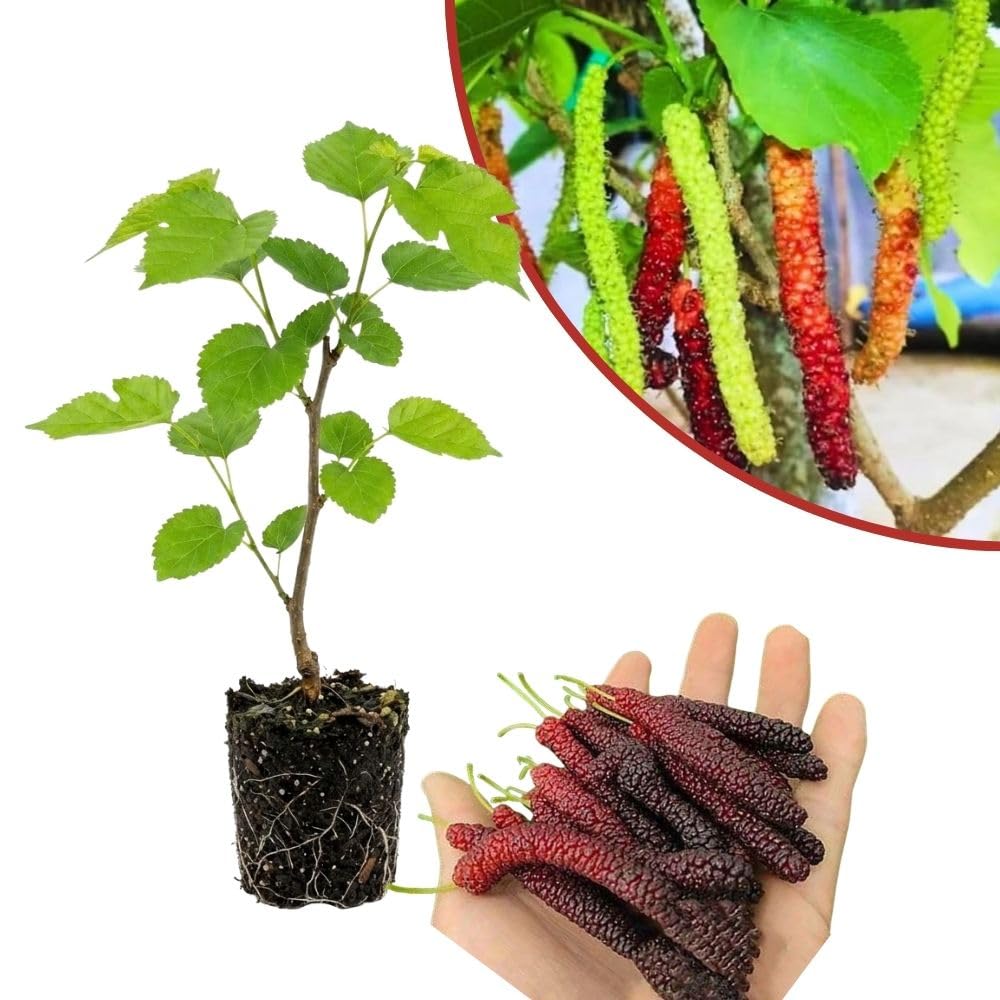 Pakistan Mulberry Fruit Plant Live 6-8 Inches Tall