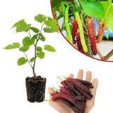 Pakistan Mulberry Fruit Plant Live 6-8 Inches Tall