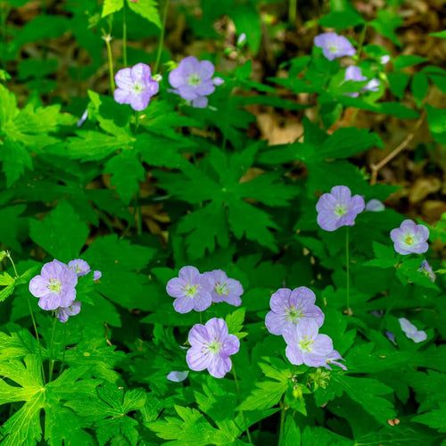 15 Geranium Live Plants, Patio Container Plant