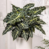 Green Alocasia Live Plant, Outdoor Garden Plant, 2-4 Inch Tall