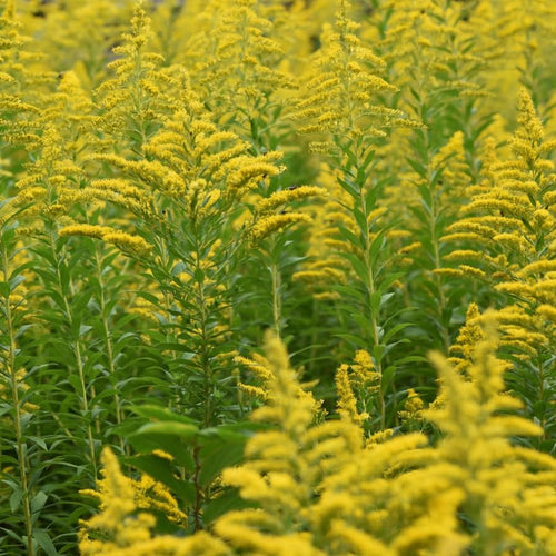 10 Yellow Live Goldenrod Plants, Hardy Flower Plant