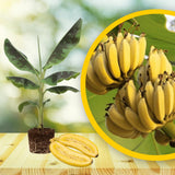 Dwarf Cavendish Banana Plant Live, Sweet Fruit Banana Tree 4-7 Inch Tall