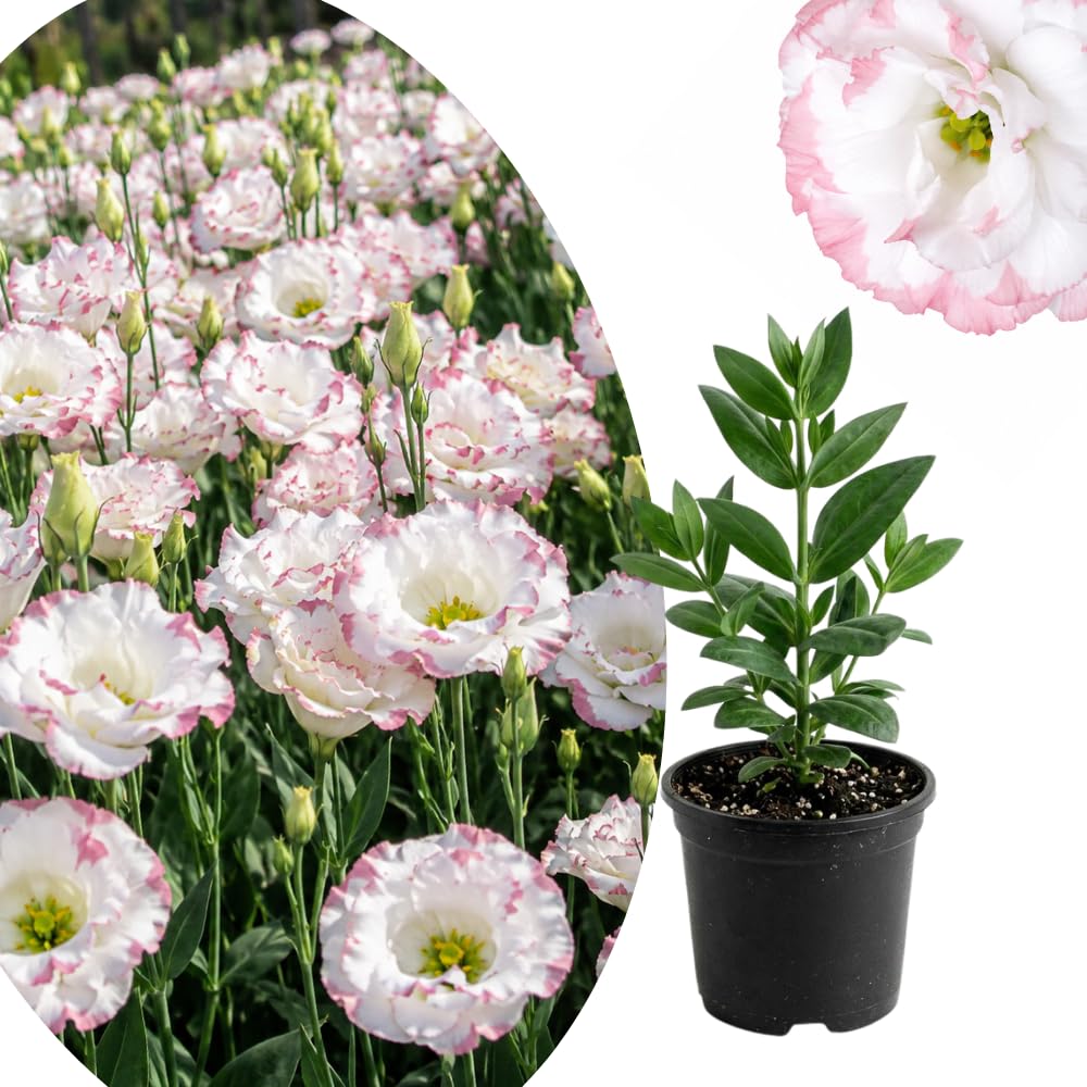 White Pink Lisianthus Plant, Eustoma Lisianthus Flowers in Plug, 3-5'' Tall