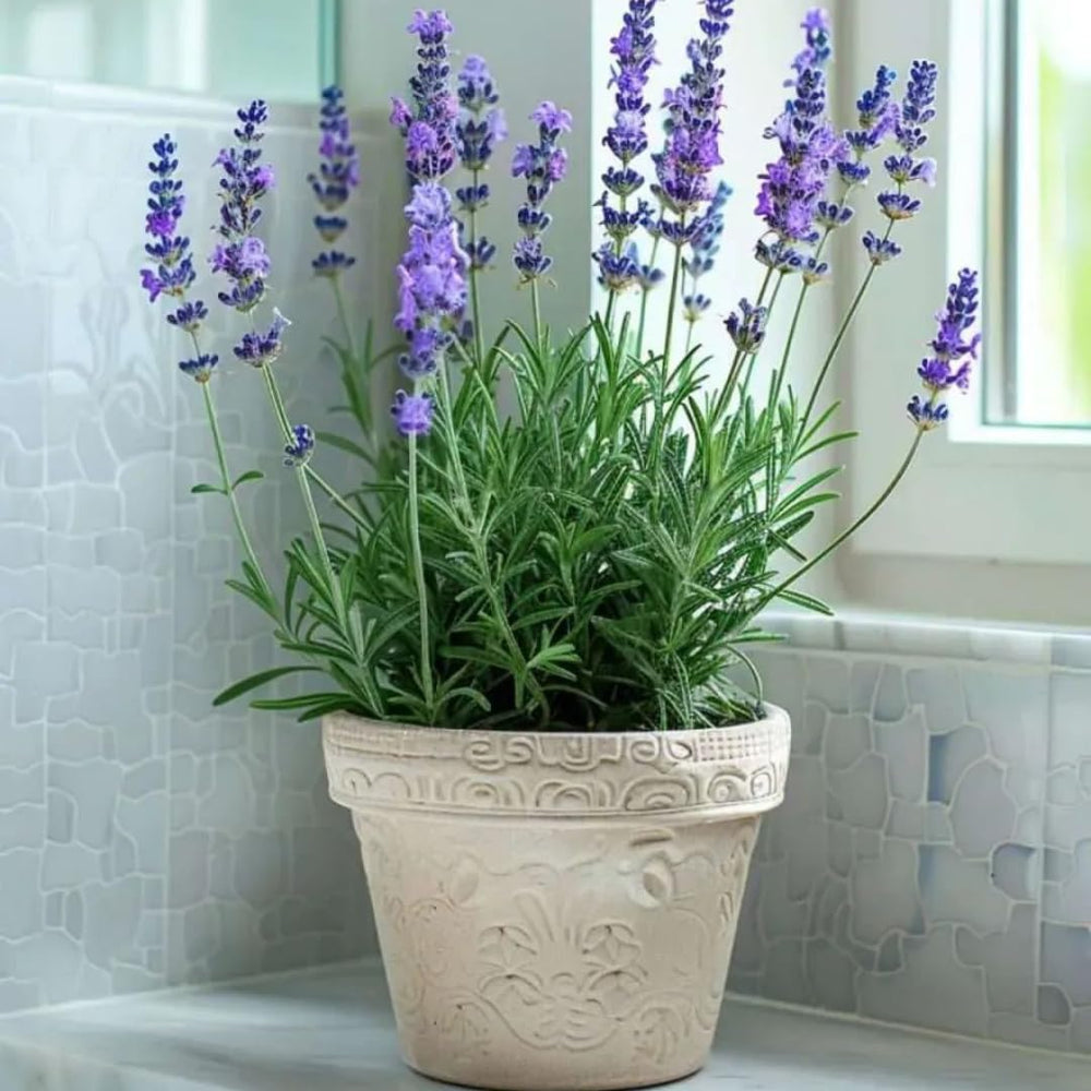 Plant care made simple