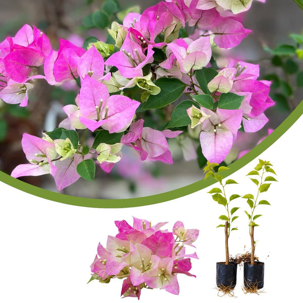 2 White Pink Bougainvillea Live Plants, Ready to Grow Plant, 5-7 Inch Tall