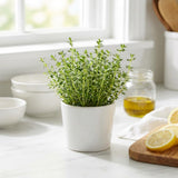 2 Live Thyme Plants, Outdoor Garden Plant, 4-6 Inch Tall