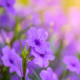 6 Dwarf Purple Mexican Blue Petunia Live Plants, Live Starter Plant, 4-6 Inch Tall