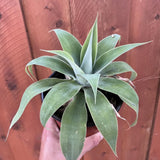 Attenuata Agave Live Plant, Pointed Leaf Succulent, 4-6 Inch Tall