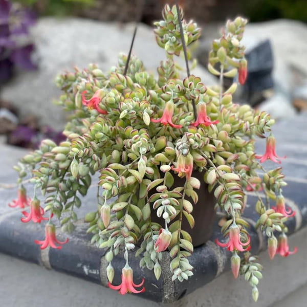 2 Cotyledon Pendens Succulent Live Plants, 2 Inch Pot