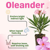 Set 2 Live Pink Oleander Plant, 4 to 6 Inch Tall