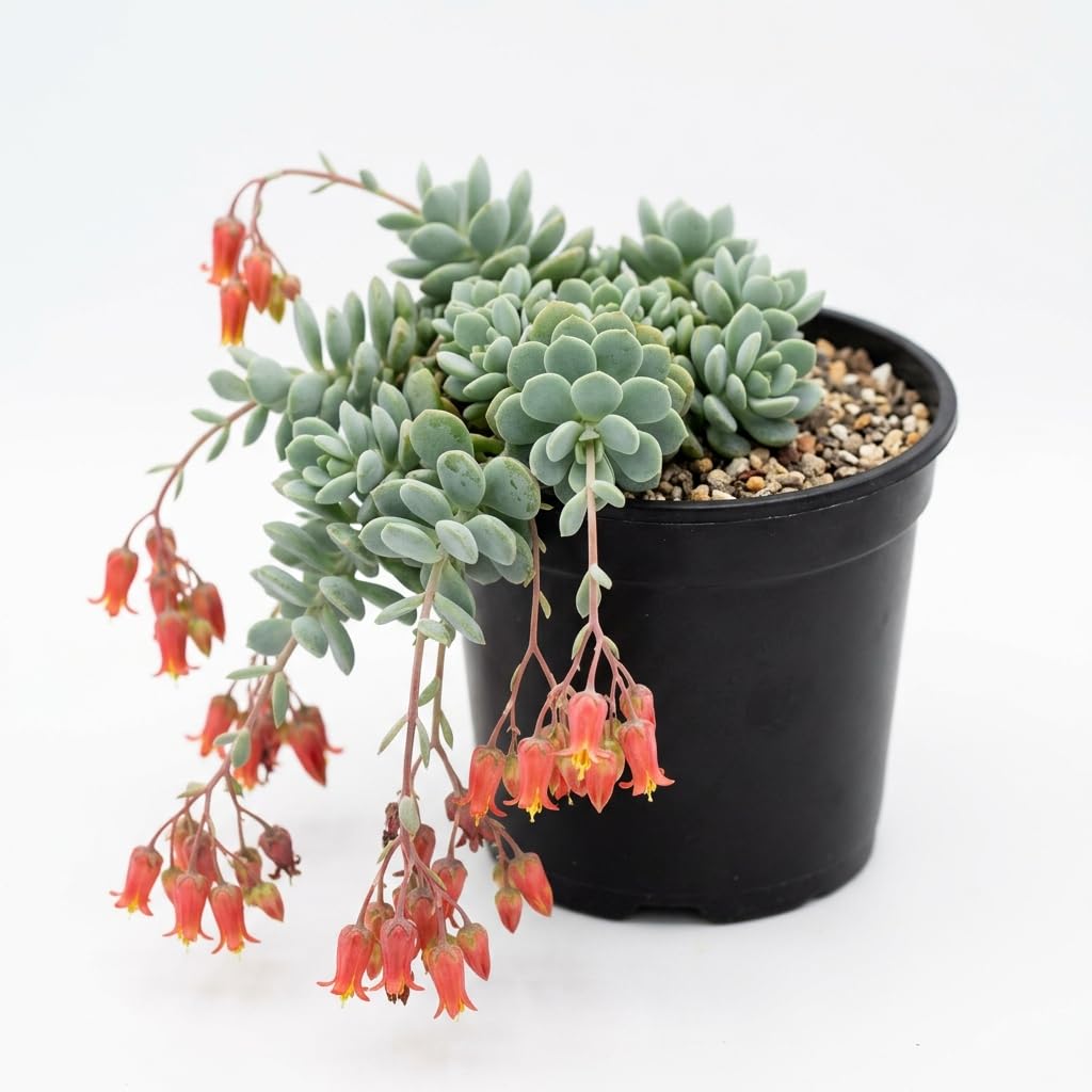 Cotyledon Pendens Live Plant, Cliff Cotyledon Plant, 2 Inch Pot