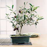 Arbequina Olive Tree Live Plant, 4-6 Inch Tall