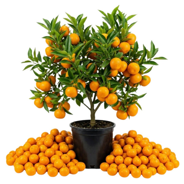 Satsuma Mandarin Tree, Sweet Orange Tree, 1-2 Ft Tall, 1 Gallon Pot