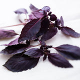 2 Purple Basil Plants Live, Balcony Herb Plant, 3-6 Inch Tall