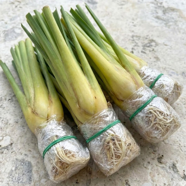 5 Lemongrass Plants Live, Fragrant Herb Plant