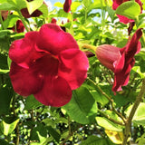 2 Red Live Allamanda Plants, 4-7 Inch Tall, Fragrant Fowers for Growing