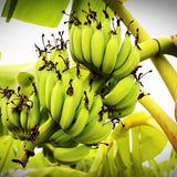 3 Grand Nain Banana Plant Live, Fruit Tree, 3-5 Inch Tall