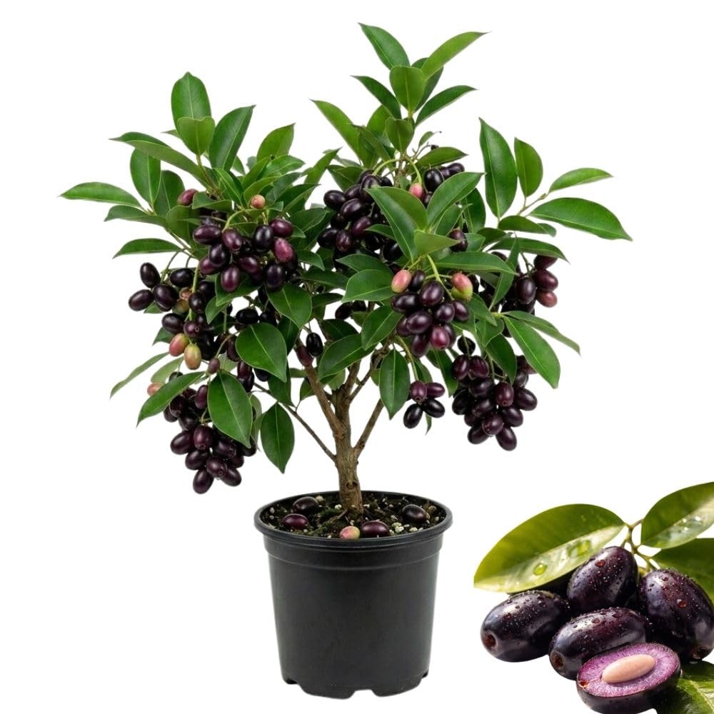 Black Java Plum Live Plant, 4 Inch Pot