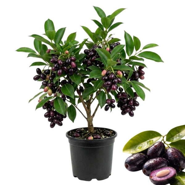 Black Java Plum Live Plant, 4 Inch Pot