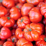 Big Red Tomato Live Plant 4-7 Inch Tall, 4 Inch Pot