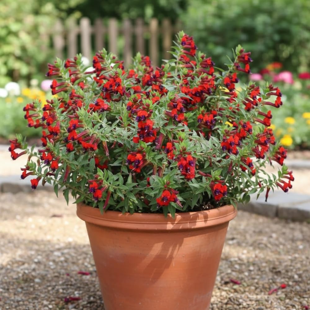 2 Purple Red Cuphea Live Plants, Garden Plant, 4-6 Inch Tall