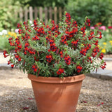 2 Purple Red Cuphea Live Plants, Garden Plant, 4-6 Inch Tall