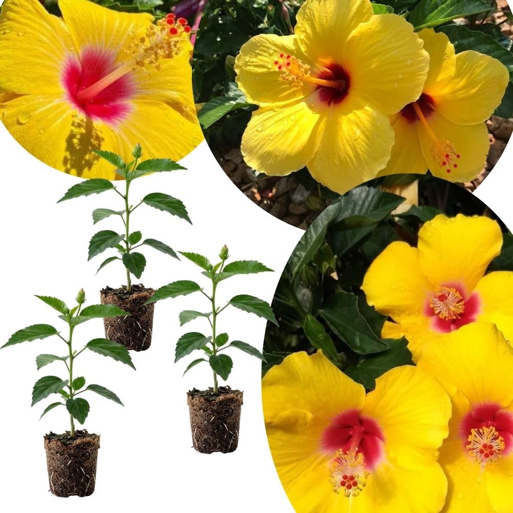 Set of 3 Red Yellow Hardy Hibiscus Live Plant, Hibiscus Plant, 4–6" Tall