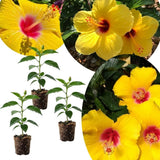 Set of 3 Red Yellow Hardy Hibiscus Live Plant, Hibiscus Plant, 4–6" Tall