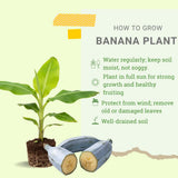 Blue Ice Cream Banana Plant Live, Sweet Fruit Banana Tree 4-7 Inch Tall