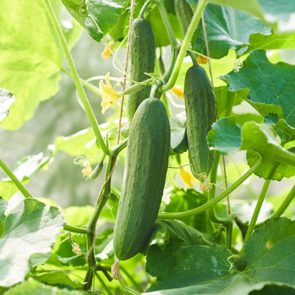 Cucumber Live Plant, Outdoor Garden Vine, 4 Inch Pot