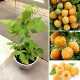 2 Fall Gold Raspberry Live Plants, 4-6 Inch Tall