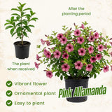 2 Pink Live Allamanda Plants, 4-7 Inch Tall, Fragrant Fowers for Growing