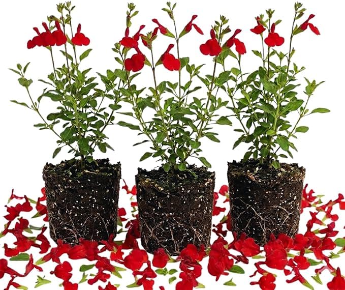 3 Red Sage Live Plants, 5 Inch Tall